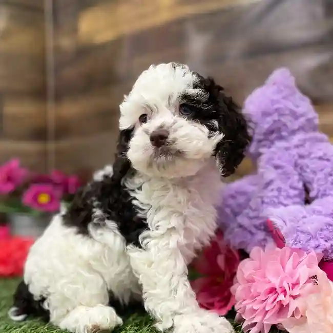 Female Cockapoo Puppy for Sale in Braintree, MA