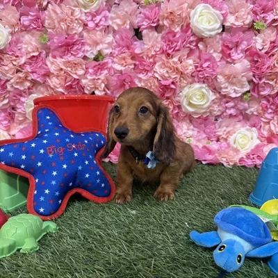 Female Dachshund Puppy for Sale in Saugus, MA