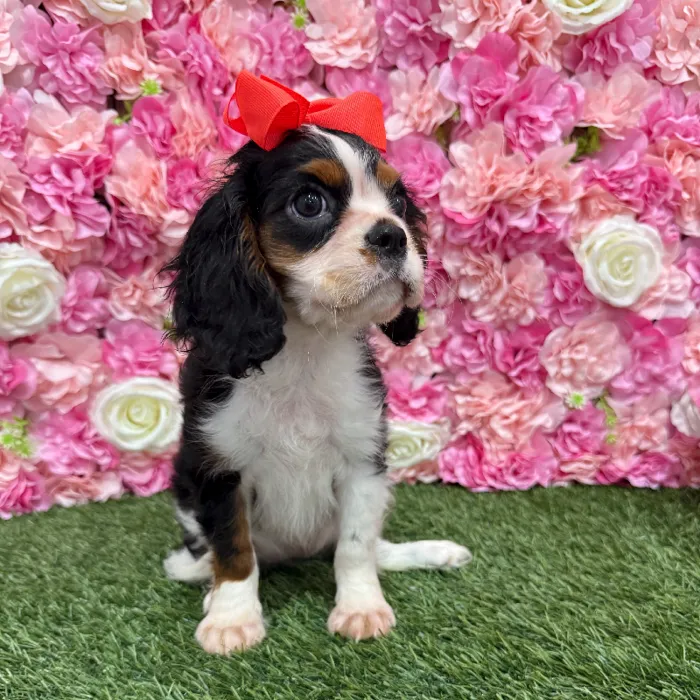 Female Cavalier King Charles Spaniel Puppy for Sale in Braintree, MA