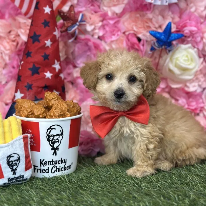 Male Mini Goldendoodle 2nd Gen Puppy for Sale in Saugus, MA