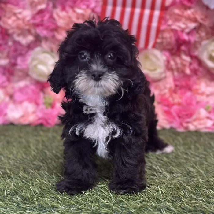 Female Lhasa-Poo Puppy for Sale in Saugus, MA