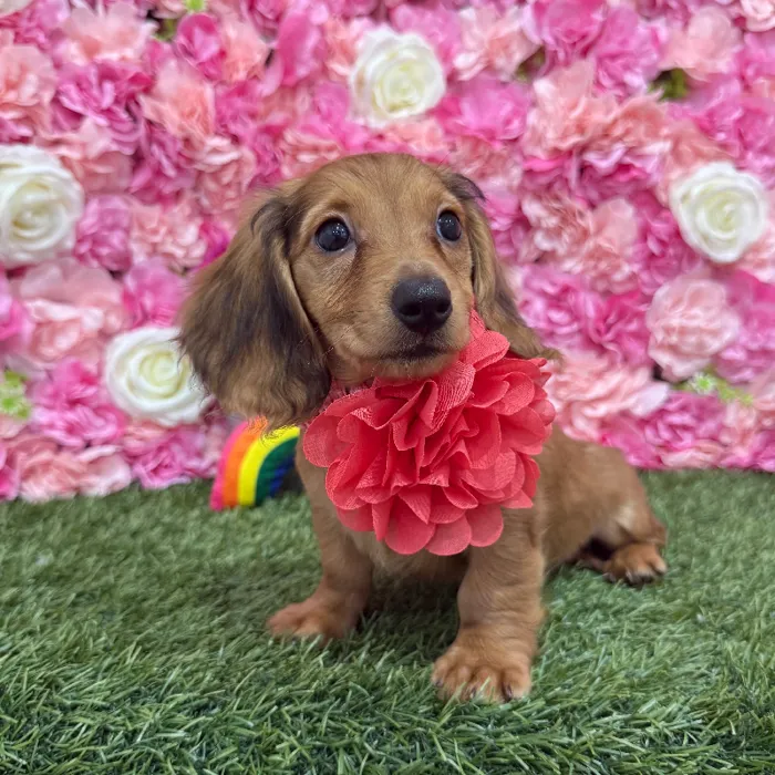 Female Dachshund Puppy for Sale in Braintree, MA
