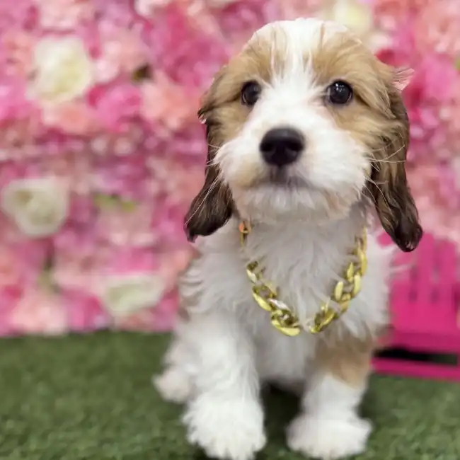 Male Cavanese Puppy for Sale in Braintree, MA