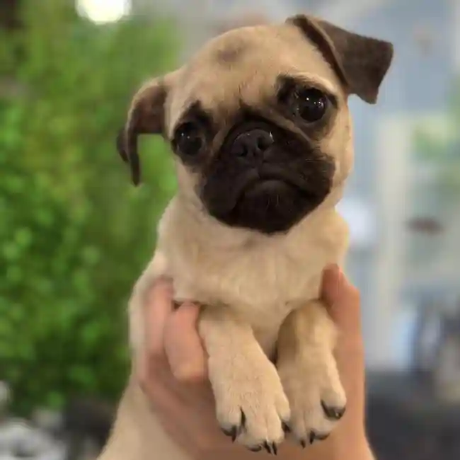 Female Pug Puppy for Sale in Saugus, MA