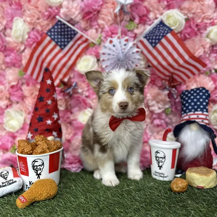 Male Miniature Australian Shepherd Puppy for Sale in Saugus, MA