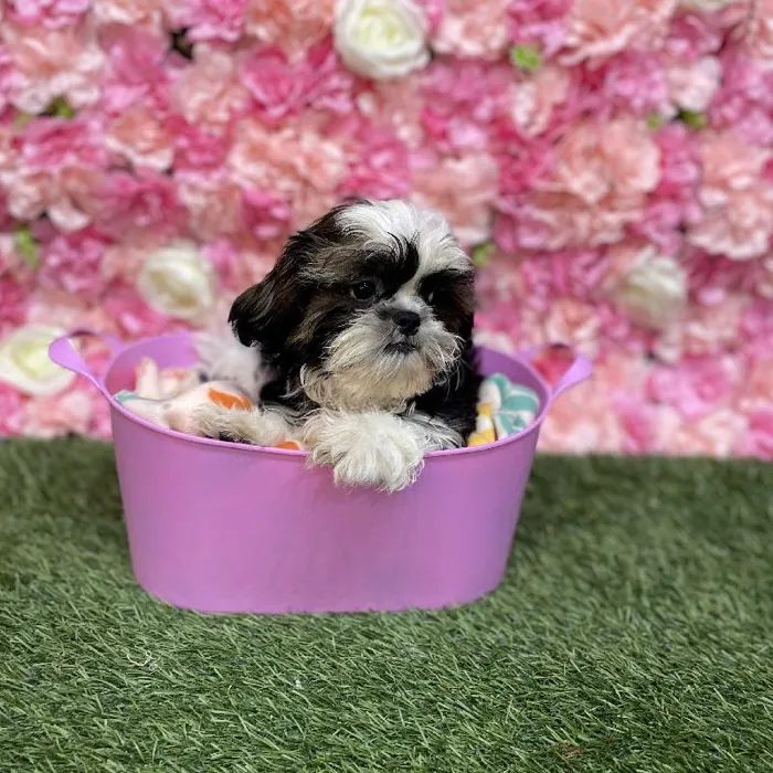 Female Shih Tzu Puppy for Sale in Saugus, MA