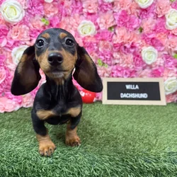 Female Dachshund puppy named Willa for sale at Pet Express Braintree.