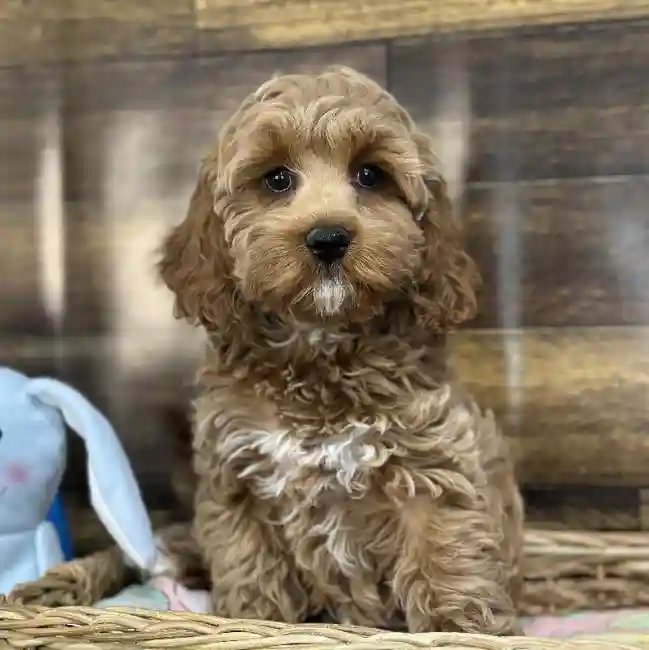 Female Cockapoo Puppy for Sale in Saugus, MA