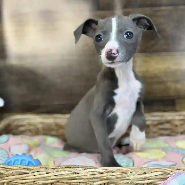 Male Italian Greyhound Puppy for Sale in Saugus, MA