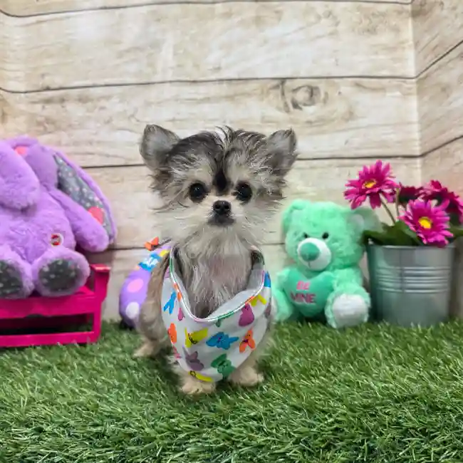 Male Chihuahua Puppy for Sale in Braintree, MA