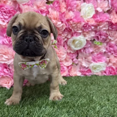 Male French Bulldog Puppy for Sale in Braintree, MA