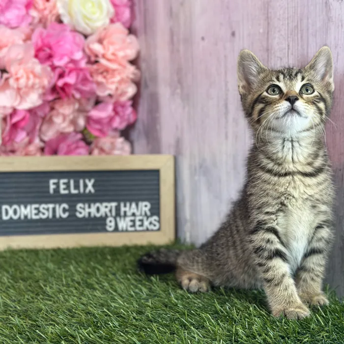 Male Domestic Short Hair kitten named Felix for sale at Pet Express Saugus.