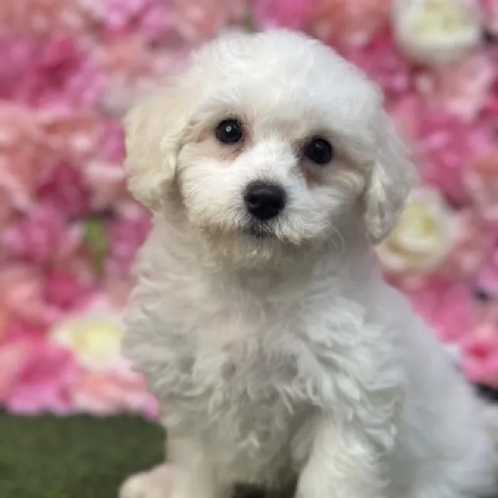 Female Bichon Frise Puppy for Sale in Saugus, MA