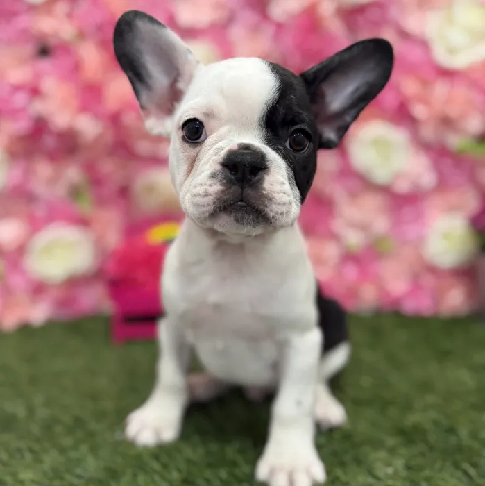 Male Froston Puppy for Sale in Braintree, MA