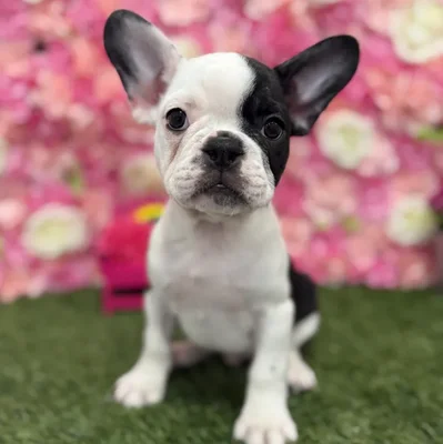 Male Froston Puppy for Sale in Braintree, MA
