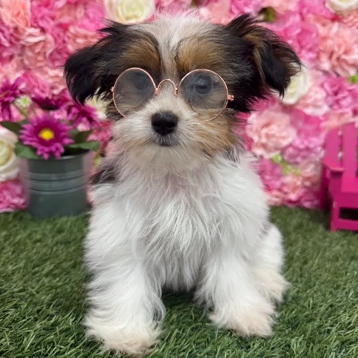 Female Shorkie Puppy for Sale in Braintree, MA