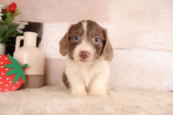 Male Dachshund puppy named Frank for sale at Pet Express Braintree.