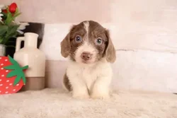 Male Dachshund puppy named Frank for sale at Pet Express Braintree.