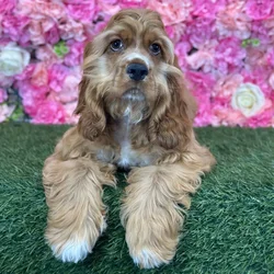 Female Cocker Spaniel puppy named Dolores for sale at Pet Express Saugus.