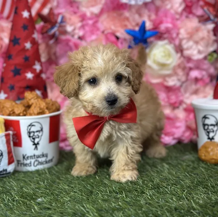 Male Mini Goldendoodle 2nd Gen Puppy for Sale in Saugus, MA