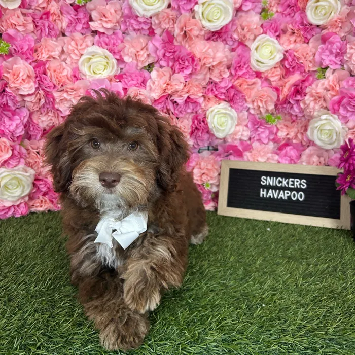 Male Havapoo puppy named Snickers for sale at Pet Express Braintree.