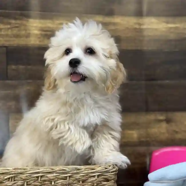Male Lhasa-Poo Puppy for Sale in Saugus, MA