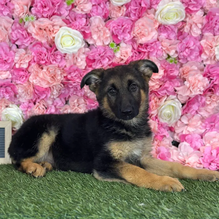Female German Shepherd Dog puppy named Shania for sale at Pet Express Saugus.