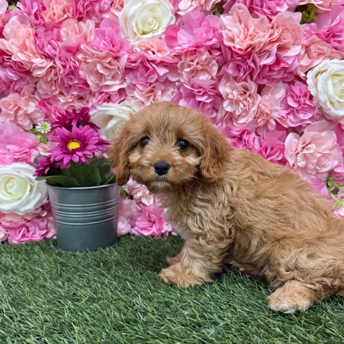 Female Cavapoo 2nd Gen Puppy for Sale in Braintree, MA