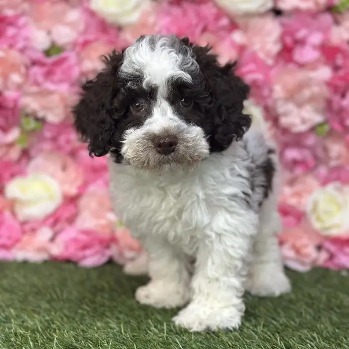 Male Mini NewfyPoo Puppy for Sale in Saugus, MA
