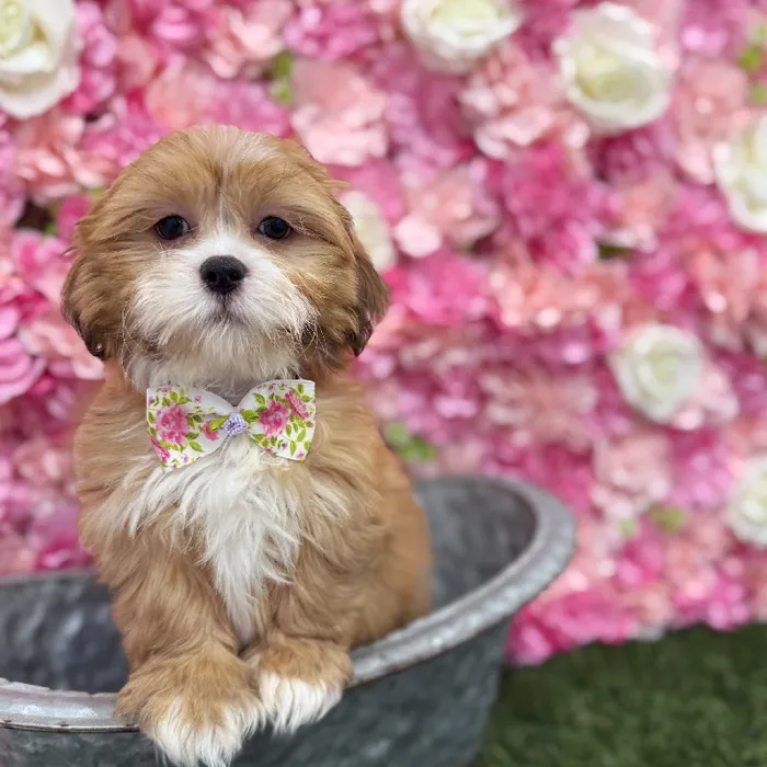 Male Lhasa Apso Puppy for Sale in Braintree, MA