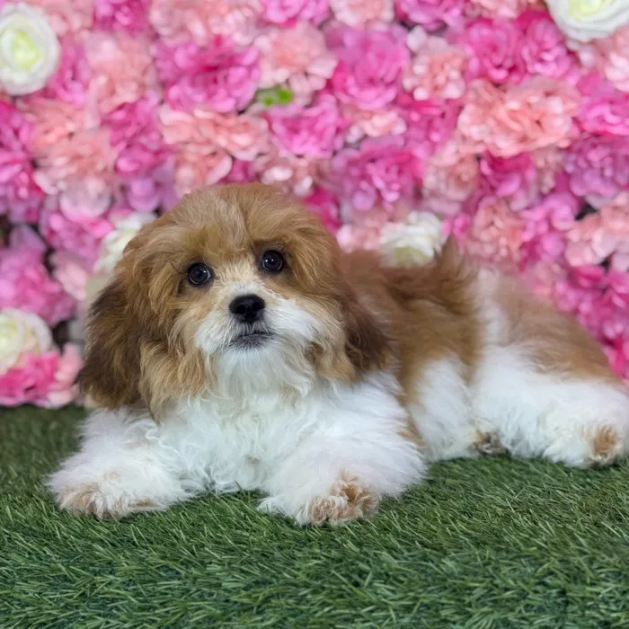 Male Lhasa-Poo puppy named Skipper for sale at Pet Express Saugus.