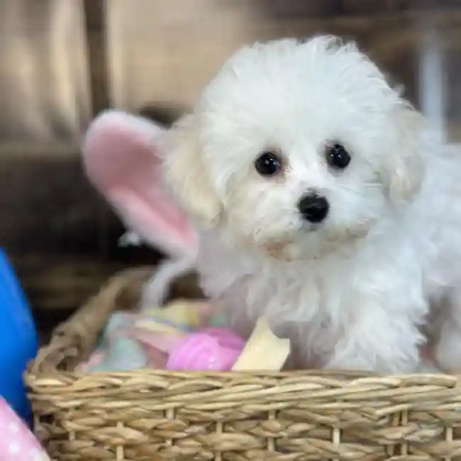 Female Bichon-Poodle 2nd Gen Puppy for Sale in Saugus, MA