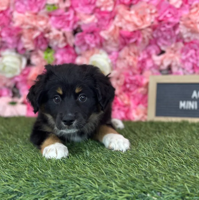 Female Miniature Australian Shepherd puppy named Acai for sale at Pet Express Saugus.
