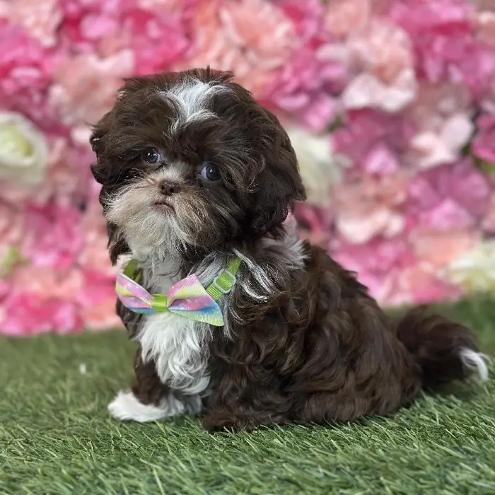 Male Shih-Poo Puppy for Sale in Saugus, MA