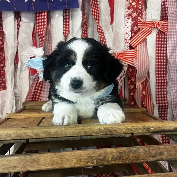 Male Miniature Australian Shepherd puppy named Bubba for sale at Pet Express Braintree.
