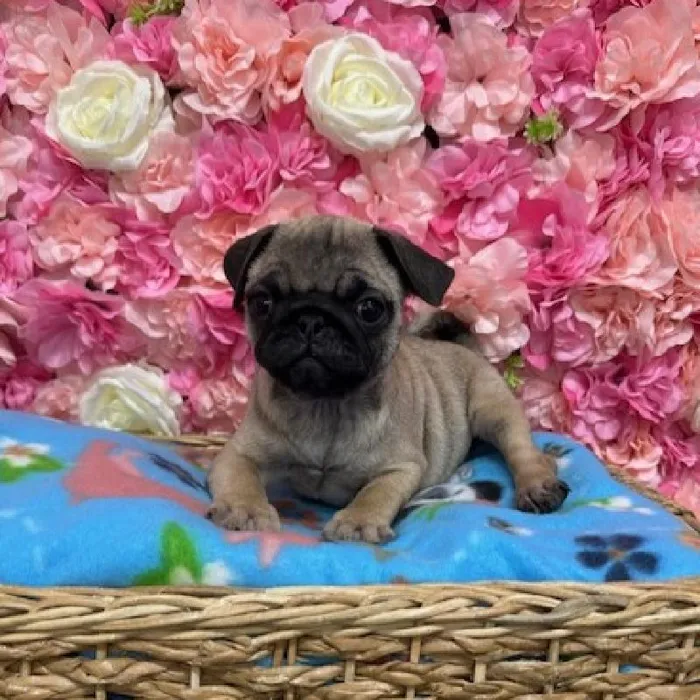 Male Pug Puppy for Sale in Saugus, MA