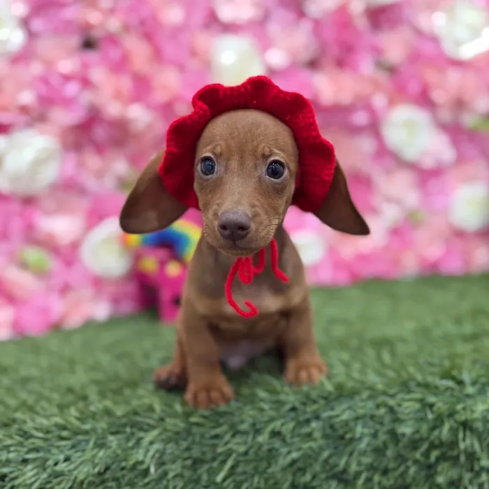 Male Dachshund Puppy for Sale in Braintree, MA