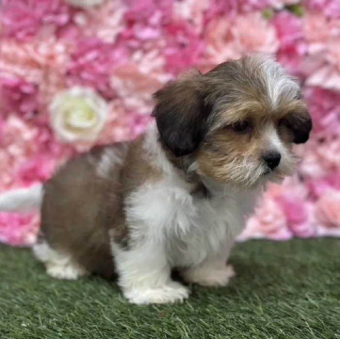 Female Shorkie Puppy for Sale in Saugus, MA