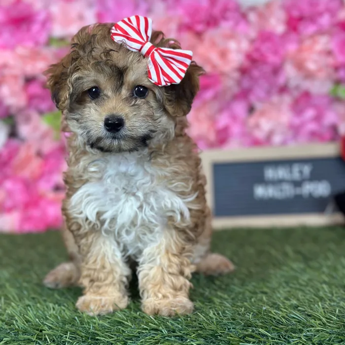 Female Malti-Poo 2Nd Gen puppy named Haley for sale at Pet Express Saugus.