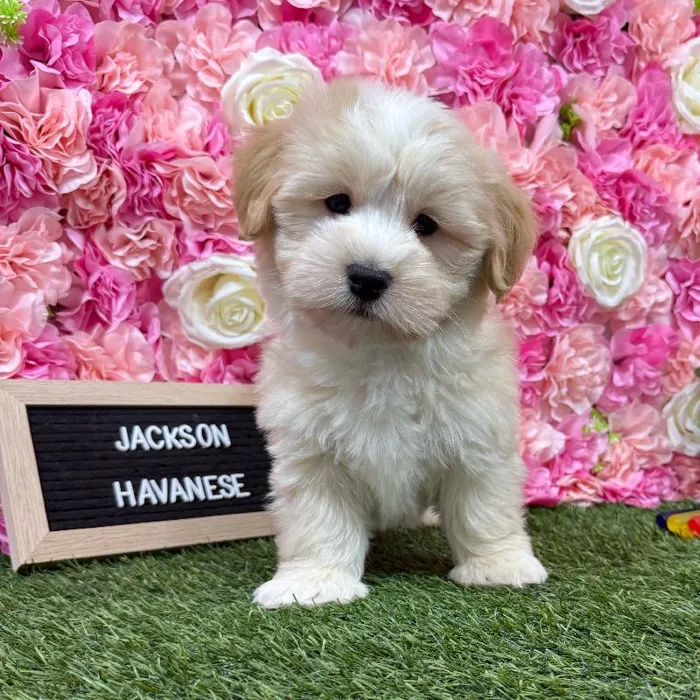 Male Havanese puppy named Jackson for sale at Pet Express Braintree.