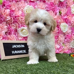 Male Havanese puppy named Jackson for sale at Pet Express Braintree.
