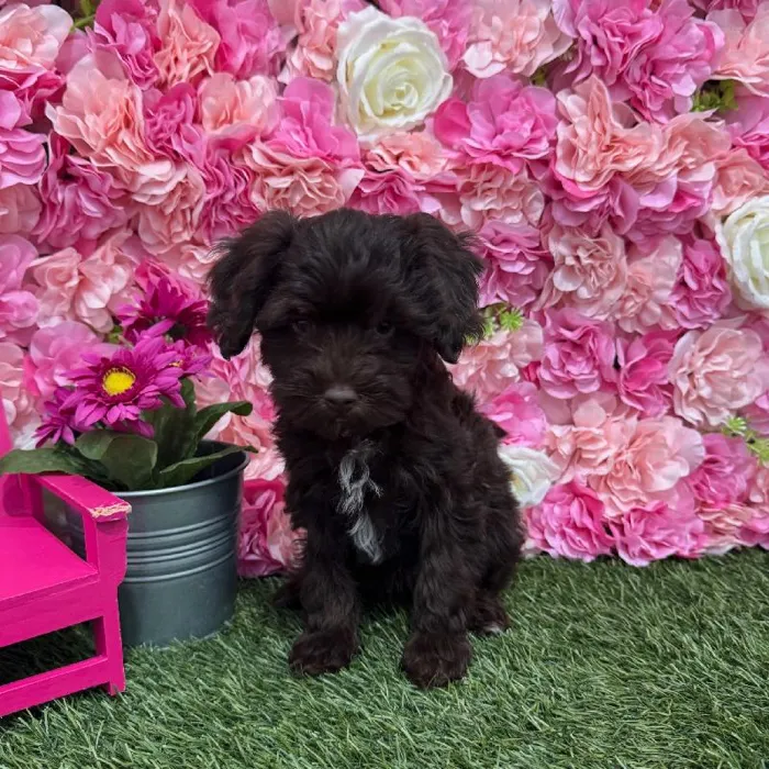 Female Havapoo Puppy for Sale in Braintree, MA