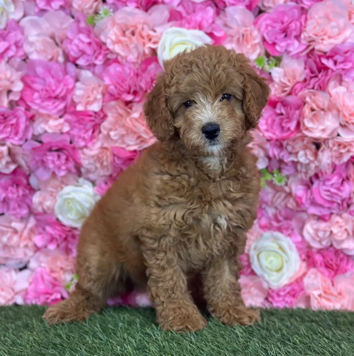 Female Mini Goldendoodle 2Nd Gen puppy named Peach for sale at Pet Express Saugus.