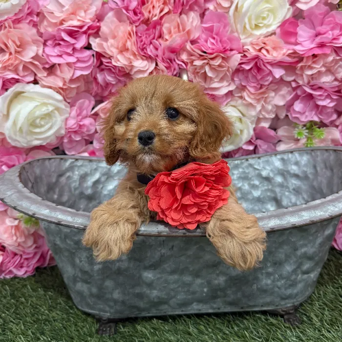 Female Cavapoo 2nd Gen Puppy for Sale in Braintree, MA