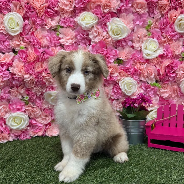 Male Miniature Australian Shepherd Puppy for Sale in Braintree, MA