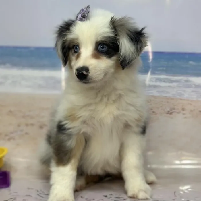 Female Miniature Australian Shepherd Puppy for Sale in Saugus, MA