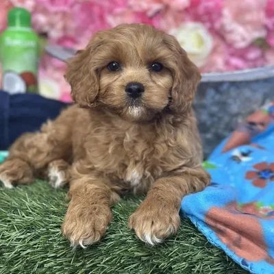 Male Cavapoo Puppy for Sale in Saugus, MA