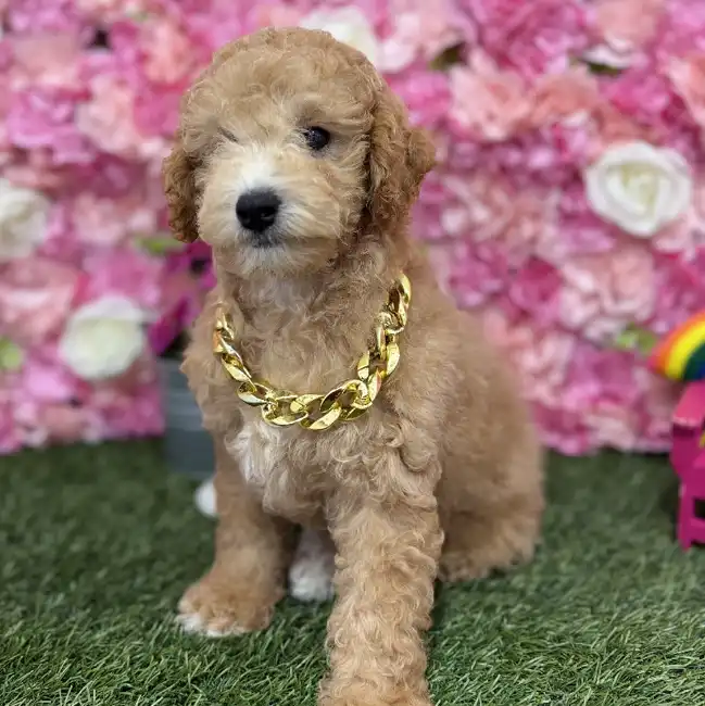 Male Poodle (MINI) Puppy for Sale in Braintree, MA