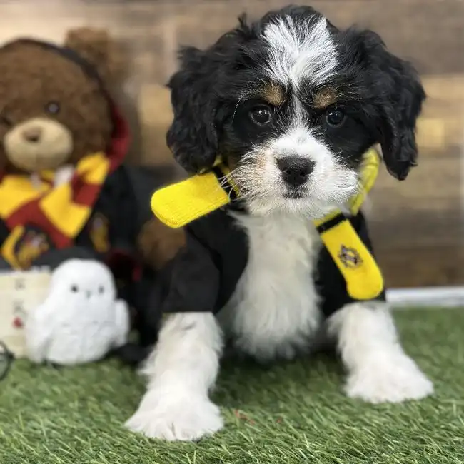 Female Mini Bernedoodle 2nd Gen Puppy for Sale in Saugus, MA