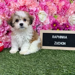 Female Teddy Bear (Zuchon) puppy named Raphinha for sale at Pet Express Braintree.